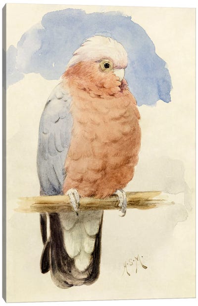A Rose Breasted Cockatoo, c.1890  Canvas Art Print