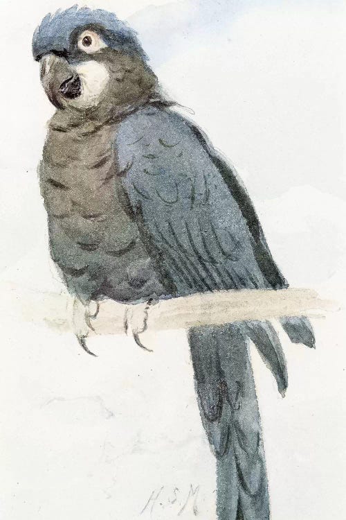 Hyacinth Macaw, c.1890 