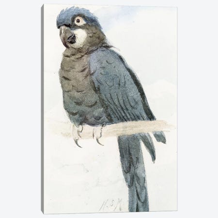 Hyacinth Macaw, c.1890  Canvas Print #BMN4122} by Henry Stacey Marks Canvas Print