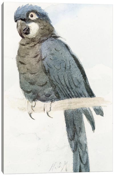 Hyacinth Macaw, c.1890  Canvas Art Print