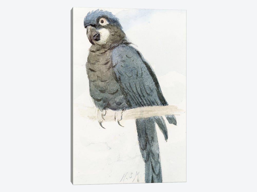 Hyacinth Macaw, c.1890  by Henry Stacey Marks 1-piece Canvas Art