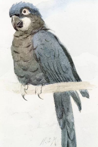Pre-Raphaelite: Hyacinth Macaw, c.1890  by Henry Stacey Marks