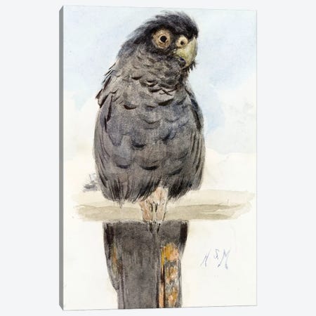 A Black Cockatoo, c.1890  Canvas Print #BMN4123} by Henry Stacey Marks Canvas Art Print