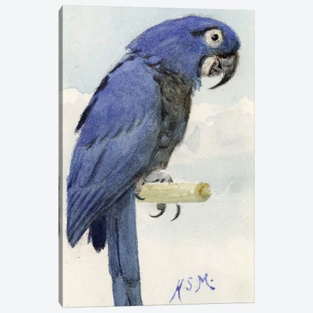 Hyacinth Macaw, c.1890  Canvas Print #BMN4124} by Henry Stacey Marks Canvas Artwork