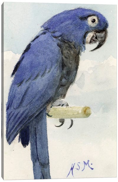 Hyacinth Macaw, c.1890  Canvas Art Print