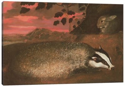 Badger, 17th century Canvas Art Print