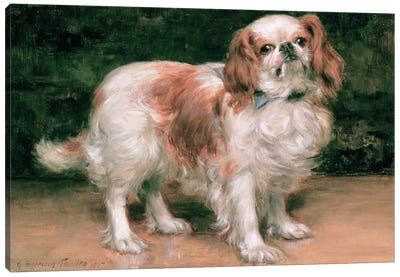 King Charles Spaniel, 1907 Canvas Art Print