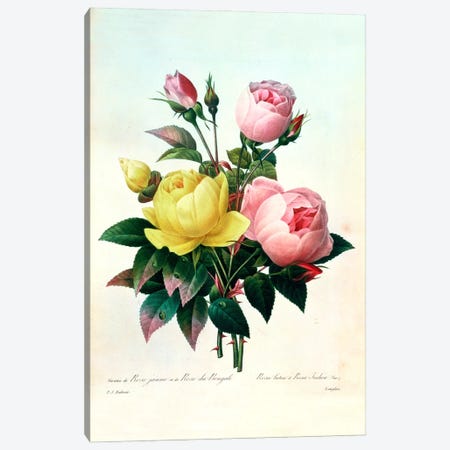 Rosa Lutea and Rosa Indica, from 'Les Choix des Plus Belles Fleurs', 1827 Canvas Print #BMN417} by Pierre-Joseph Redouté Canvas Art