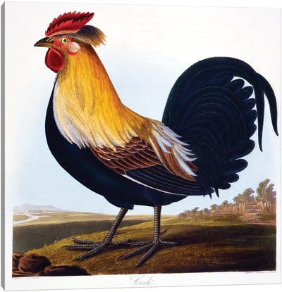 Cock  Canvas Art Print