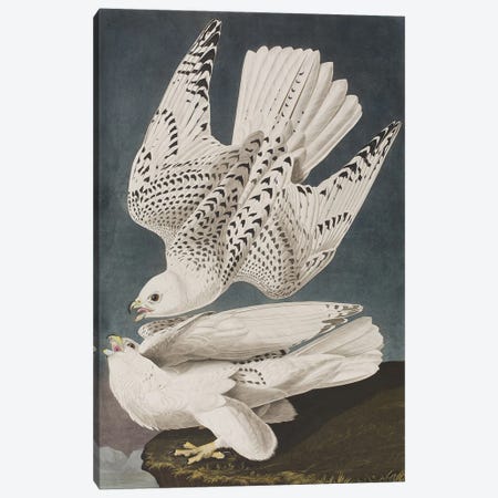 Illustration from 'Birds of America', 1827-38  Canvas Print #BMN4362} by John James Audubon Canvas Art Print
