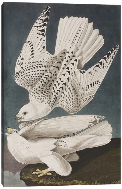 Illustration from 'Birds of America', 1827-38  Canvas Art Print - John James Audubon