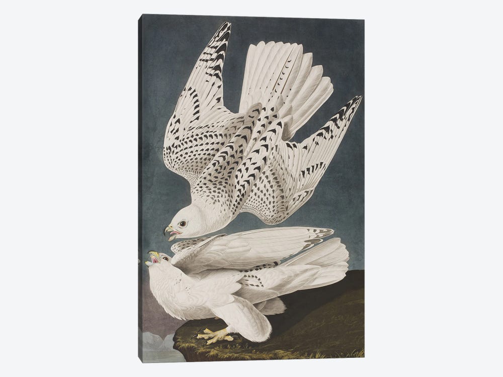 Illustration from 'Birds of America', 1827-38  1-piece Art Print