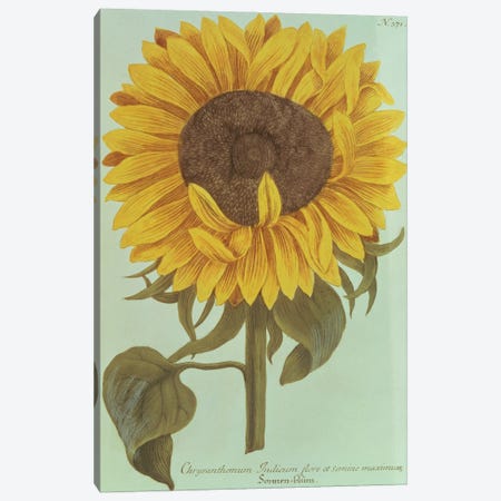 Chrysanthemum: Indicum flore et Semine maximum Canvas Print #BMN4449} by Unknown Artist Canvas Wall Art
