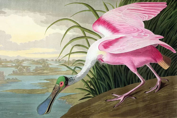 Roseate Spoonbill, Platalea leucorodia, 1836 