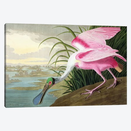 Roseate Spoonbill, Platalea leucorodia, 1836  Canvas Print #BMN4489} by John James Audubon Canvas Art
