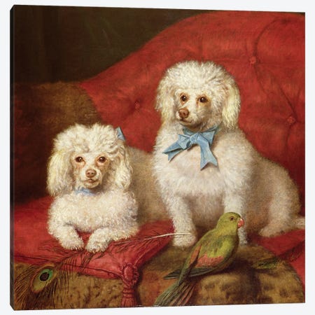 A Pair of Poodles Canvas Print #BMN448} by English School Canvas Art