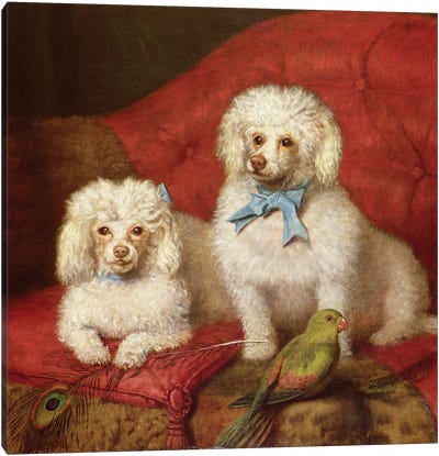 A Pair of Poodles Canvas Art Print - English School