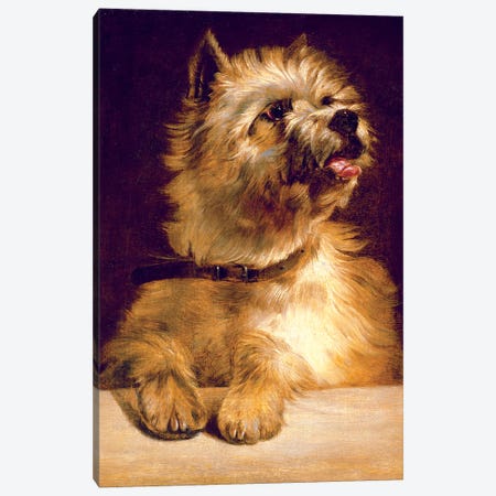 Cairn Terrier Canvas Print #BMN4524} by George Earl Canvas Artwork