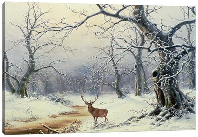 A Stag in a wooded landscape Canvas Art Print