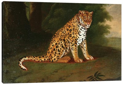 A Leopard in a landscape Canvas Art Print