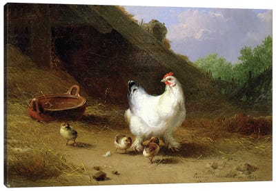 A hen with her chicks Canvas Art Print - Chicken & Rooster Art