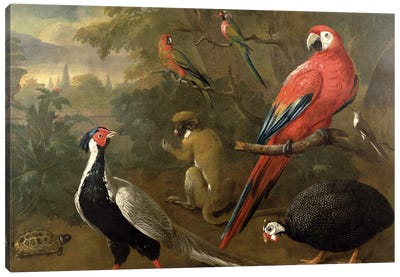 Pheasant, Macaw, Monkey, Parrots and Tortoise Canvas Art Print