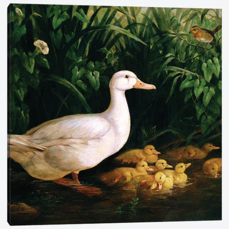 Duck and ducklings, c.1890 Canvas Print #BMN4630} by English School Canvas Print