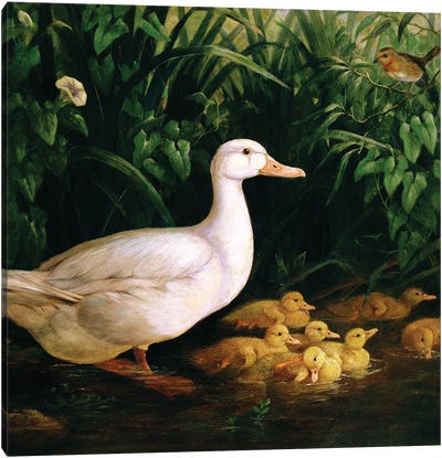 Duck and ducklings, c.1890 Canvas Art Print