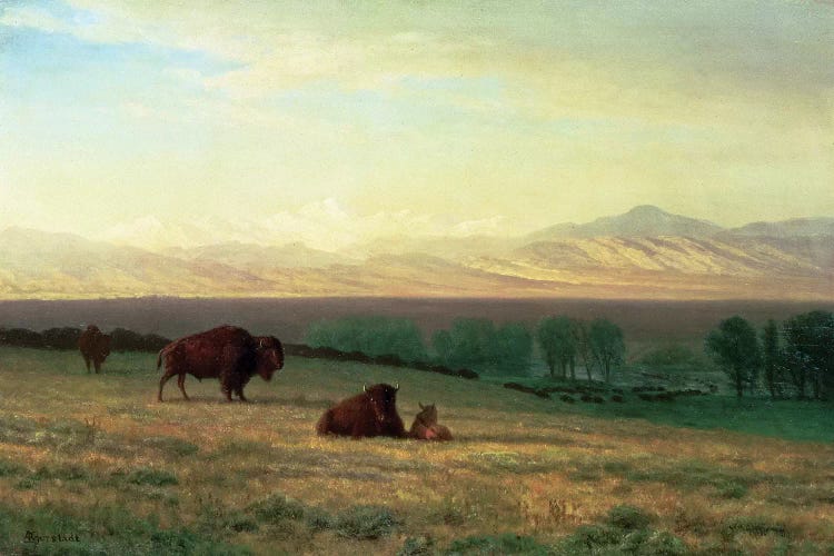 Buffalo on the Plains, c.1890 