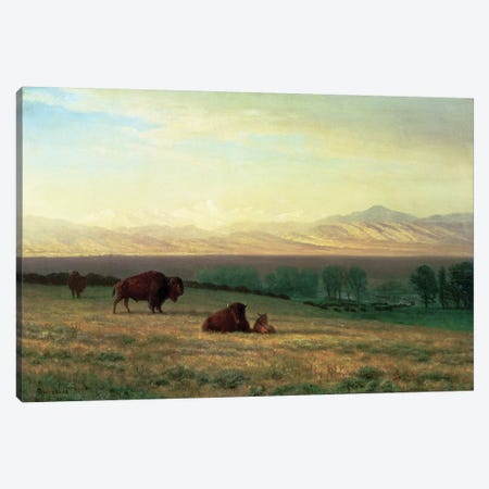 Buffalo on the Plains, c.1890  Canvas Print #BMN4635} by Albert Bierstadt Canvas Art