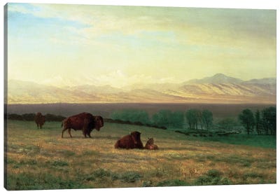 Buffalo on the Plains, c.1890  Canvas Art Print - Albert Bierstadt