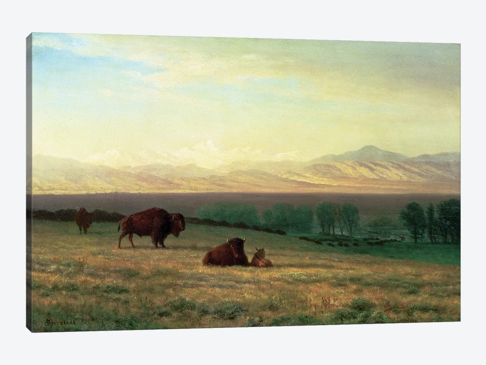 Buffalo on the Plains, c.1890  by Albert Bierstadt 1-piece Art Print