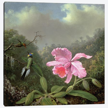 Still Life with an Orchid and a Pair of Hummingbirds, c.1890s  Canvas Print #BMN4642} by Martin Johnson Heade Canvas Artwork