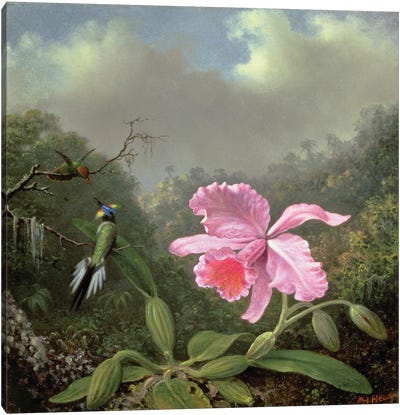 Still Life with an Orchid and a Pair of Hummingbirds, c.1890s  Canvas Art Print