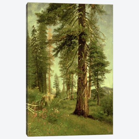 California Redwoods  Canvas Print #BMN4654} by Albert Bierstadt Canvas Art