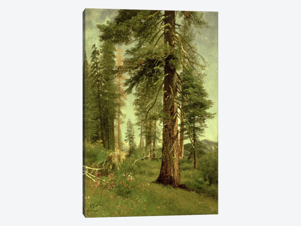 California Redwoods  1-piece Canvas Wall Art