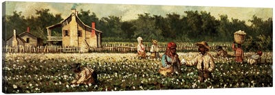 Cotton Field, Mississippi  Canvas Art Print