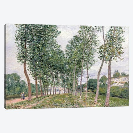 The Avenue of Poplars along the Banks of the Loing, 1892  Canvas Print #BMN4701} by Alfred Sisley Canvas Print
