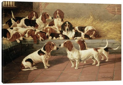 Basset Hounds in a Kennel, 1894  Canvas Art Print