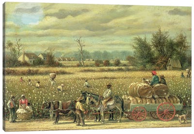 Picking Cotton  Canvas Art Print - Farm Art