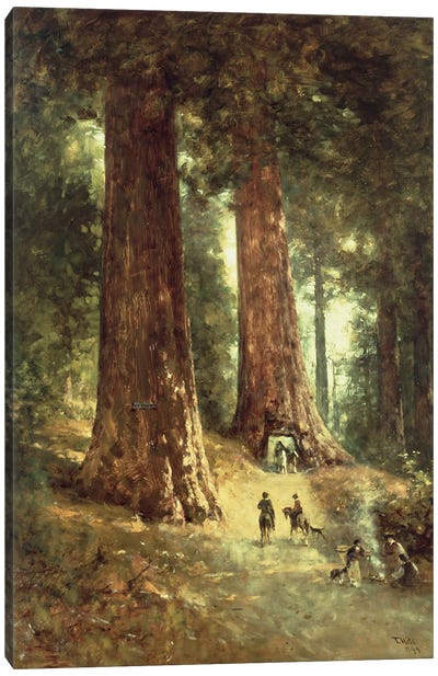 In the Redwoods, 1899  Canvas Art Print - Redwood Trees