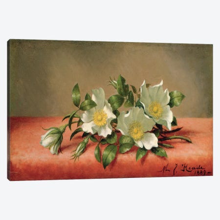 Cherokee Roses, 1889  Canvas Print #BMN4807} by Martin Johnson Heade Canvas Art Print