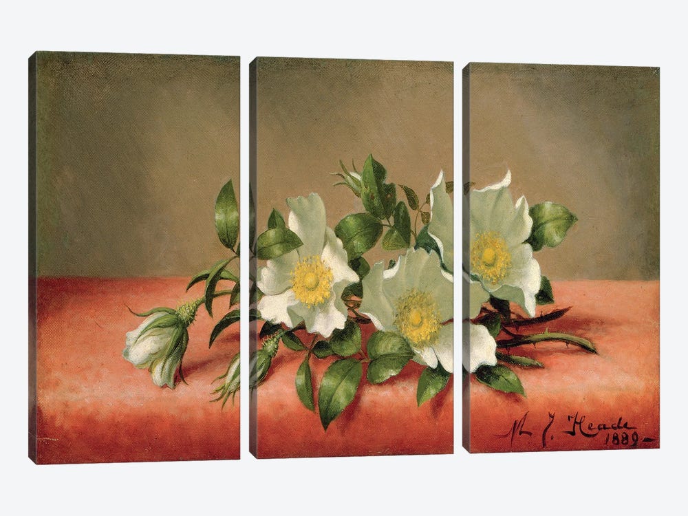 Cherokee Roses, 1889  by Martin Johnson Heade 3-piece Canvas Print