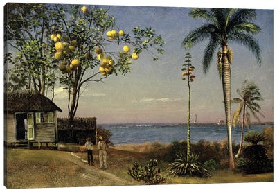Tropical Scene  Canvas Art Print - Albert Bierstadt