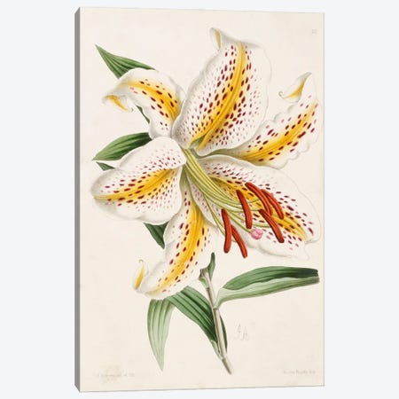 Lily, from 'The Floral Magazine', 1861-71  Canvas Print #BMN4971} by James Andrews Canvas Artwork