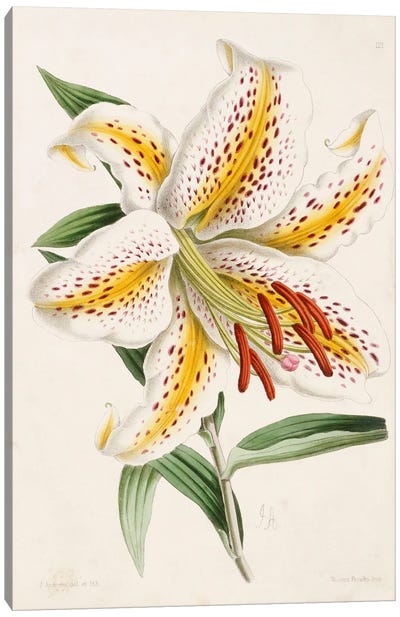 Lily, from 'The Floral Magazine', 1861-71  Canvas Art Print
