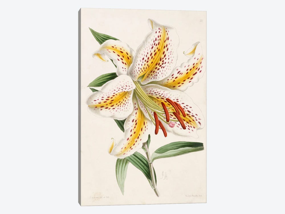 Lily, from 'The Floral Magazine', 1861-71  by James Andrews 1-piece Canvas Print