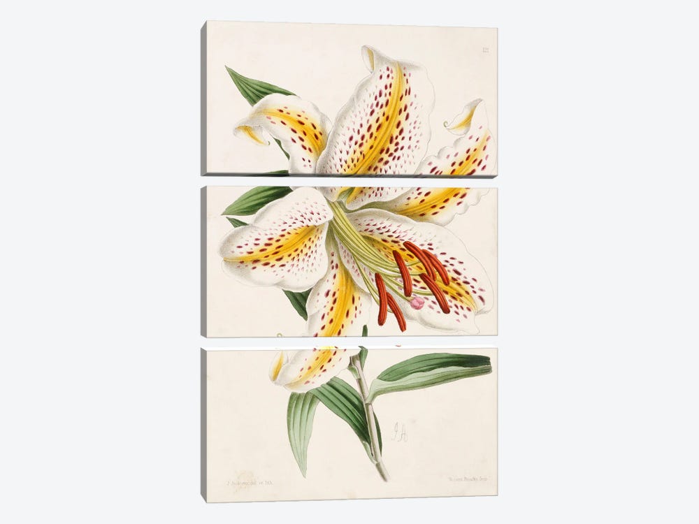 Lily, from 'The Floral Magazine', 1861-71  3-piece Art Print