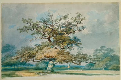 Oak Trees