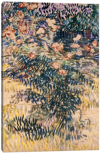 Oleanders, the Hospital Garden at Saint-Remy, 1889  Canvas Art Print - Vincent van Gogh